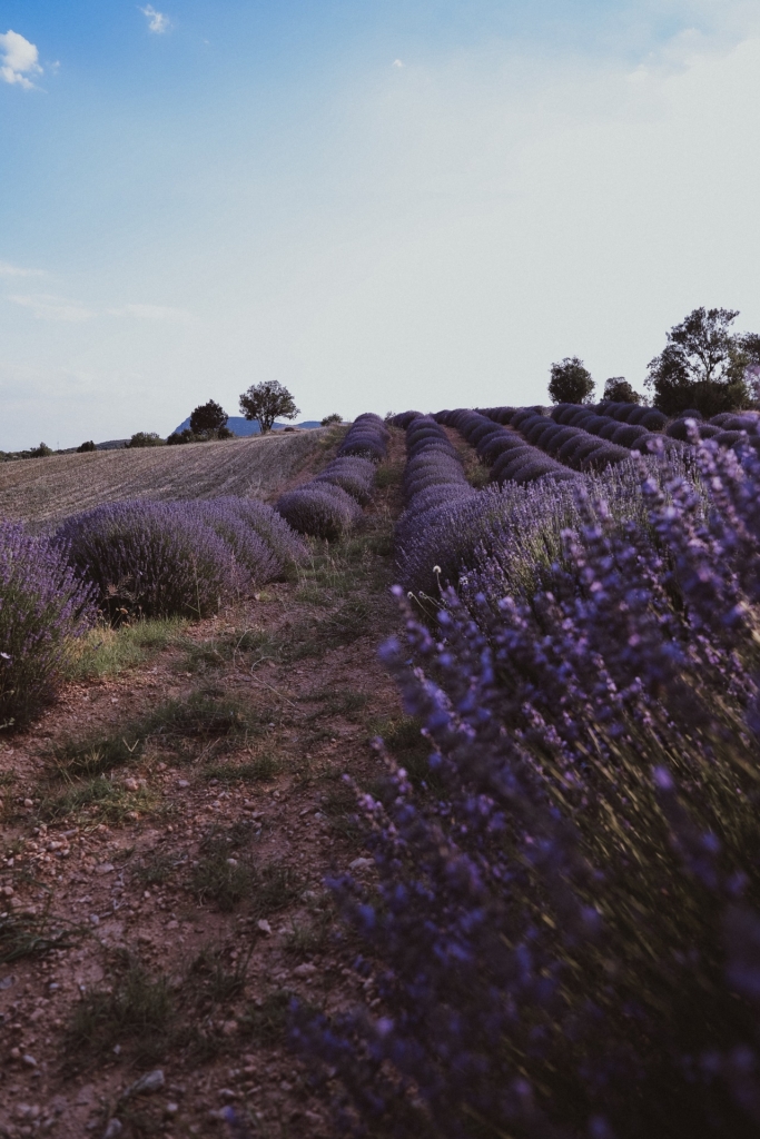 Fabulous lavender