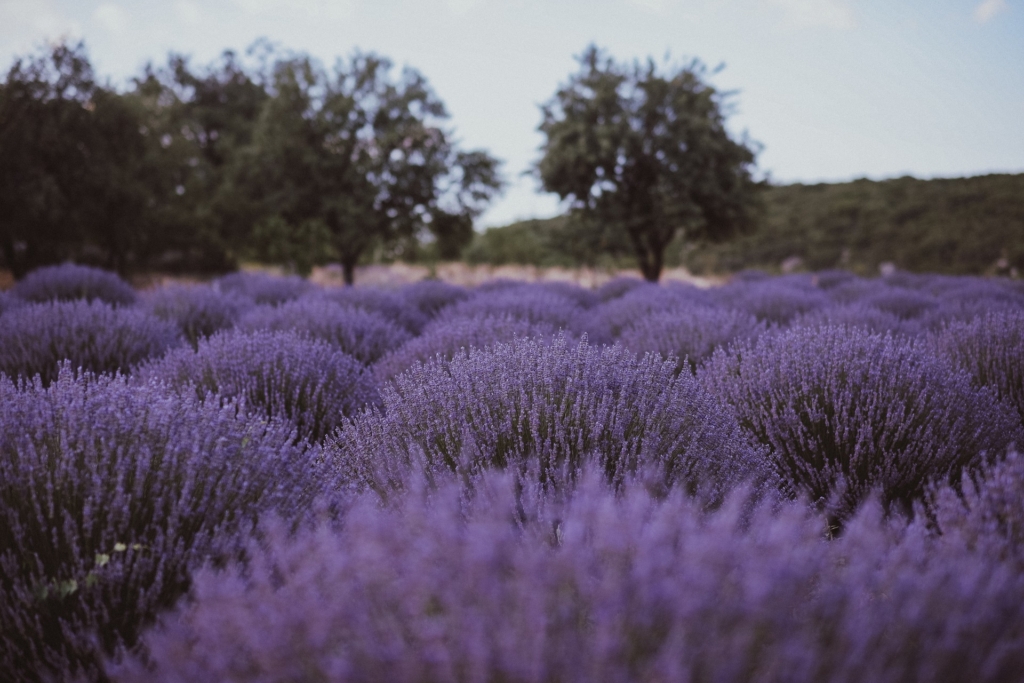 Fabulous lavender