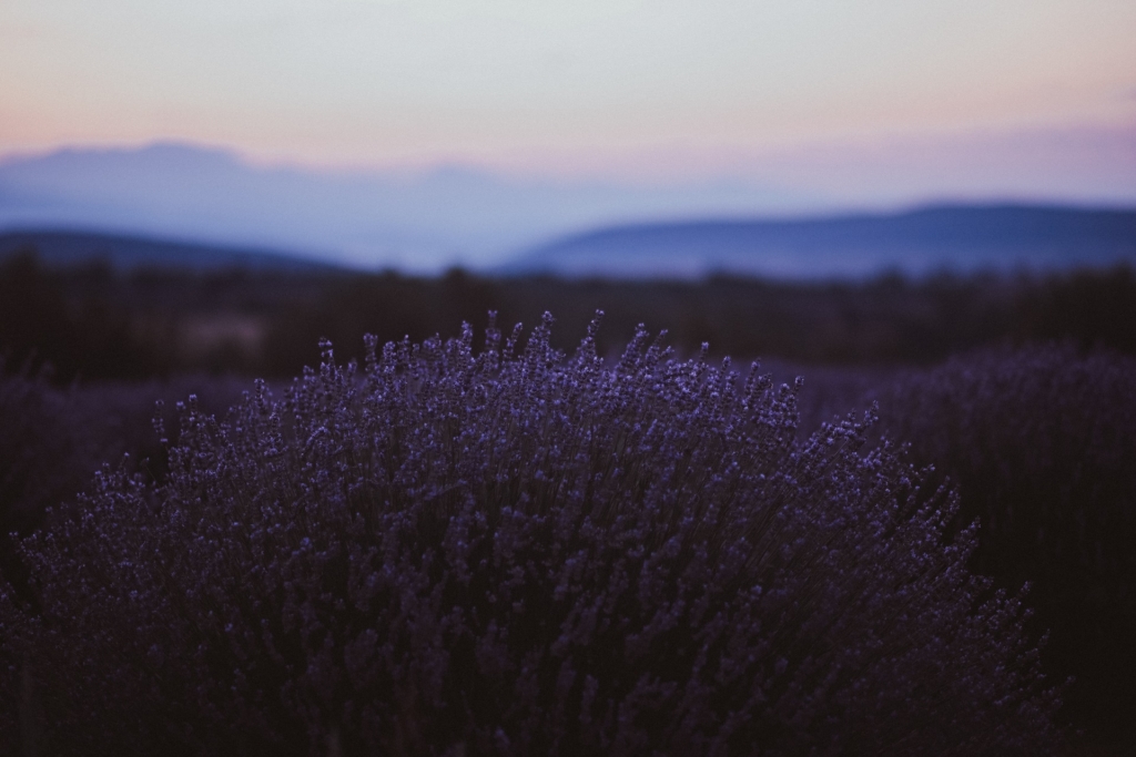 Fabulous lavender