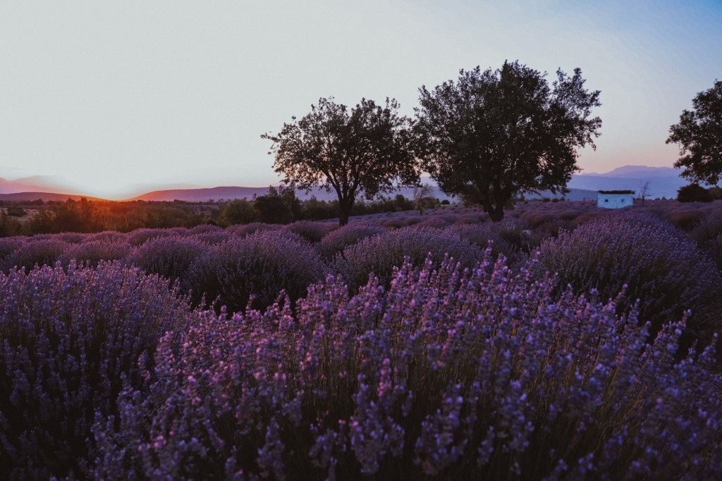 Fabulous lavender