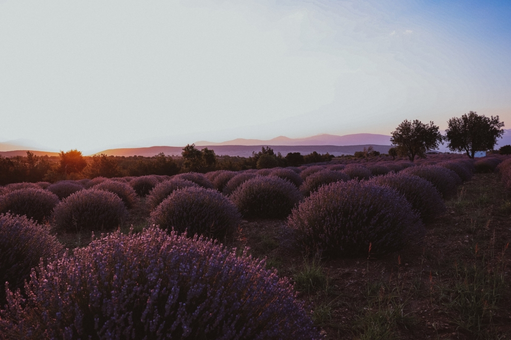 Fabulous lavender