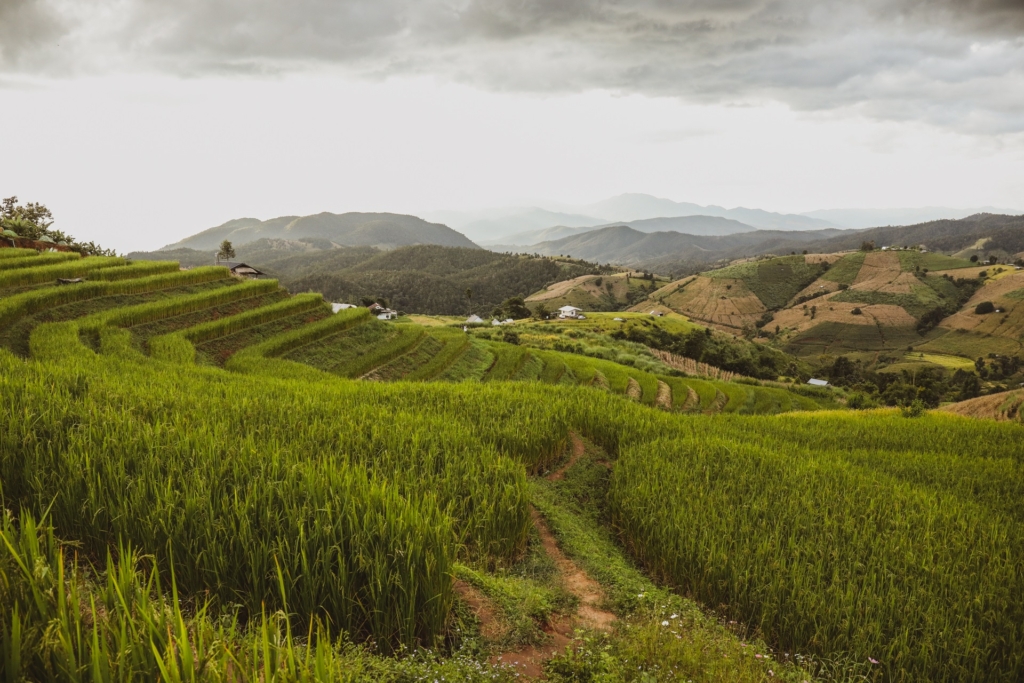 Discover the Emerald Terrace of Ban Pa Pong Piang