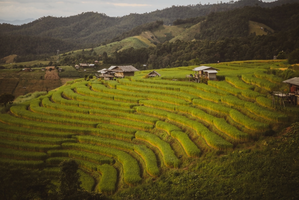 Discover the Emerald Terrace of Ban Pa Pong Piang