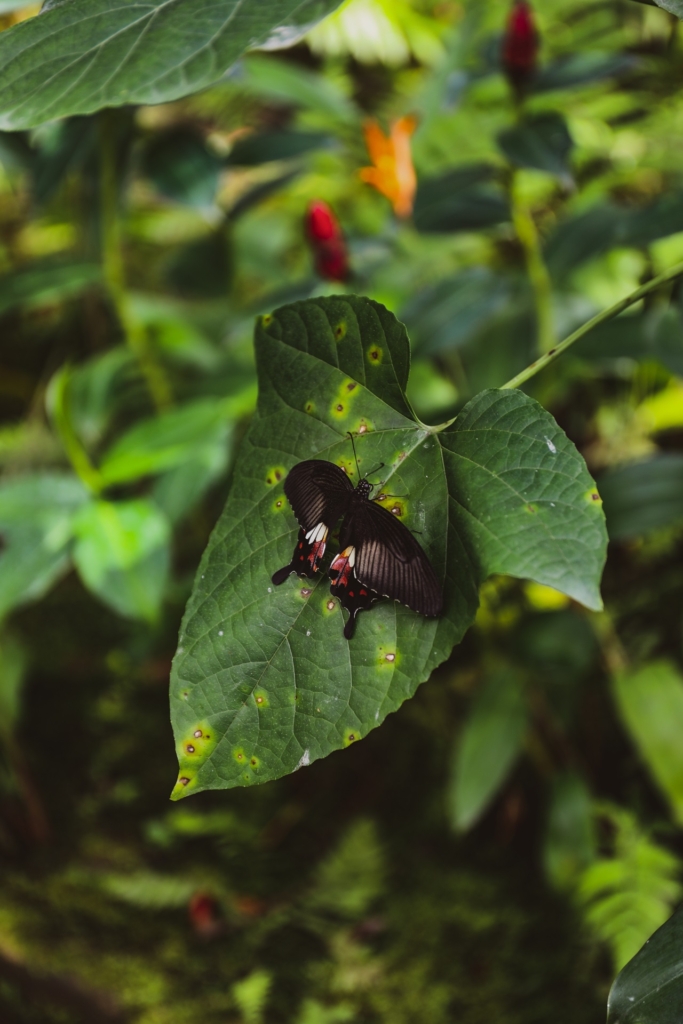 Chiang Mai - visiting an old friend