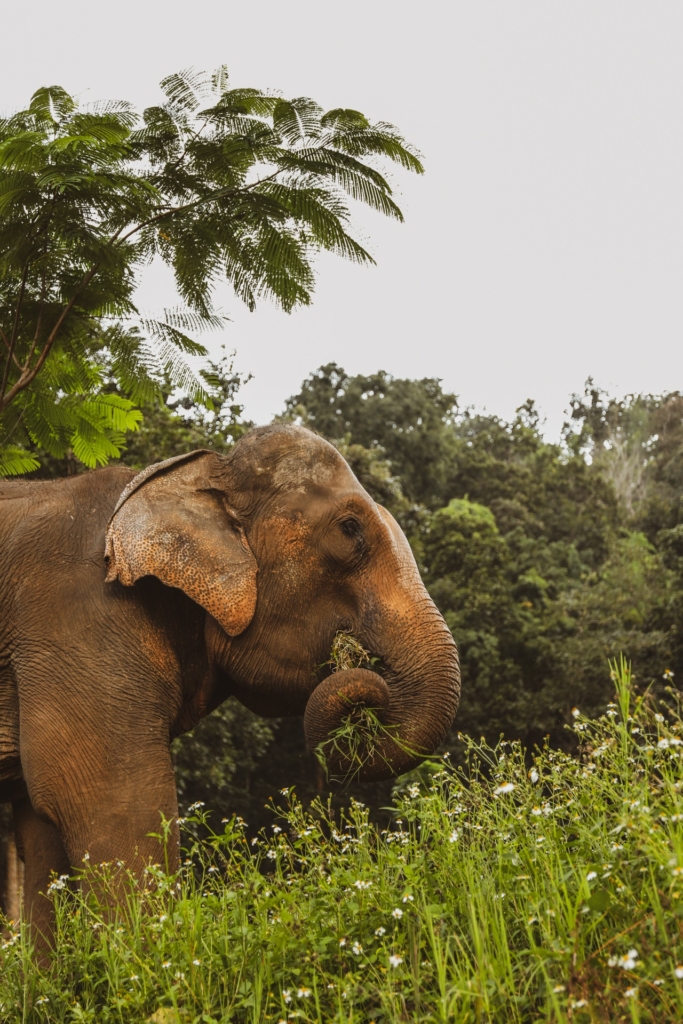 Chiang Mai - visiting an old friend