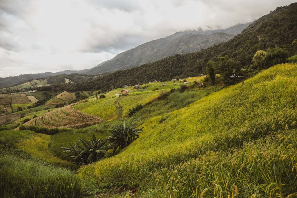 Discover the Emerald Terrace of Ban Pa Pong Piang