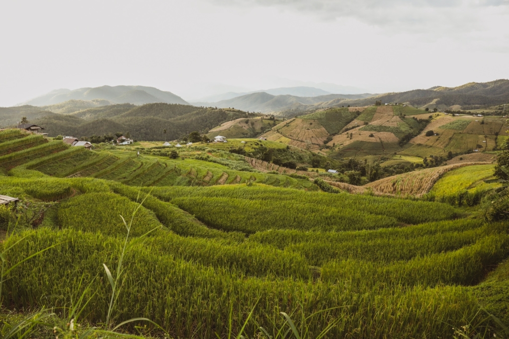 Discover the Emerald Terrace of Ban Pa Pong Piang