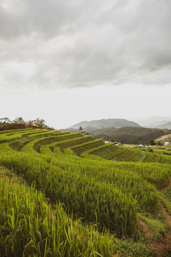 Discover the Emerald Terrace of Ban Pa Pong Piang