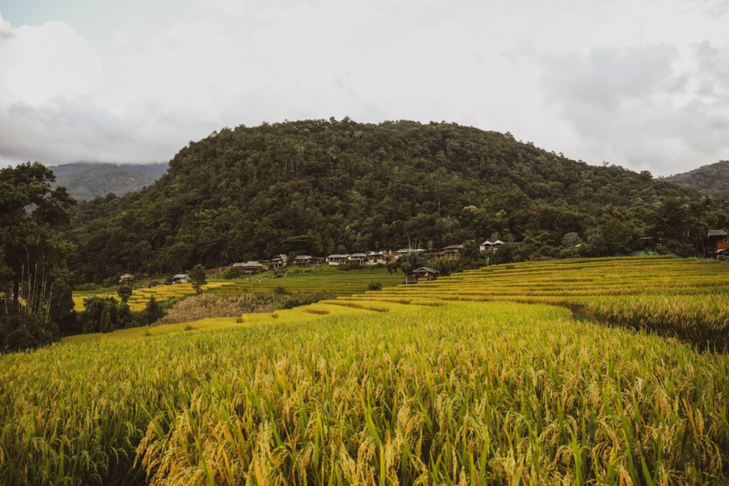 Discover the Emerald Terrace of Ban Pa Pong Piang