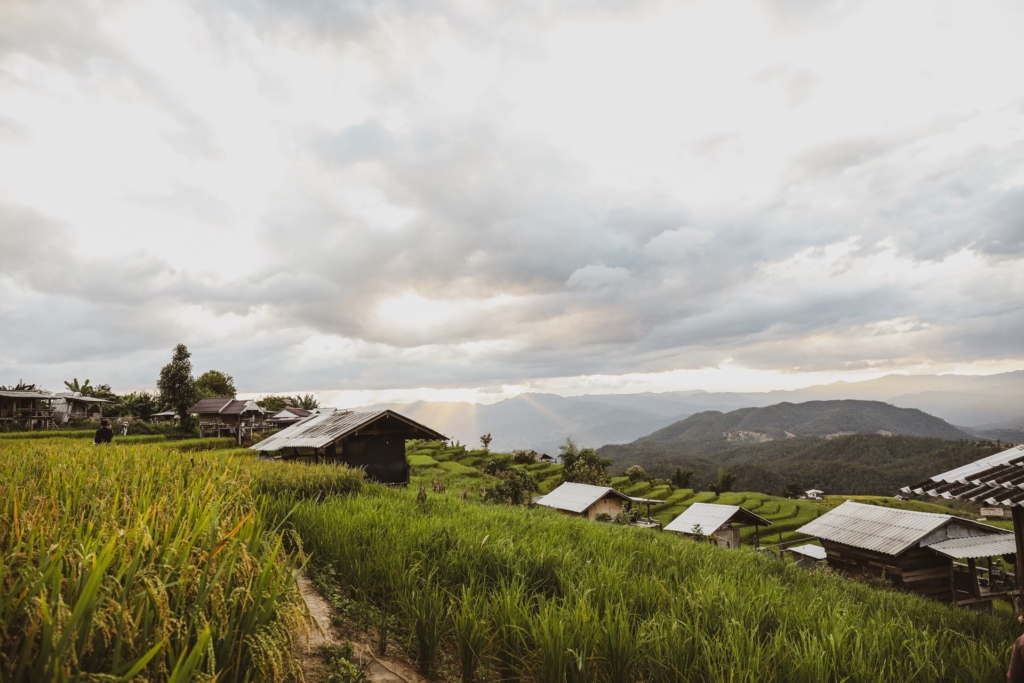 Discover the Emerald Terrace of Ban Pa Pong Piang