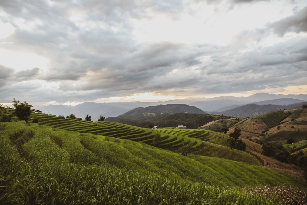 Discover the Emerald Terrace of Ban Pa Pong Piang