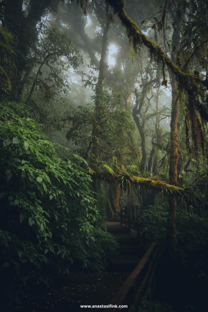 Foggy Forest Ang Ka