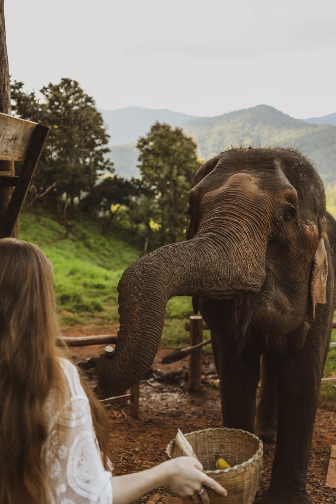 Elefin Farm & Cafe in Chiang Mai: Magical Morning with Elephants!