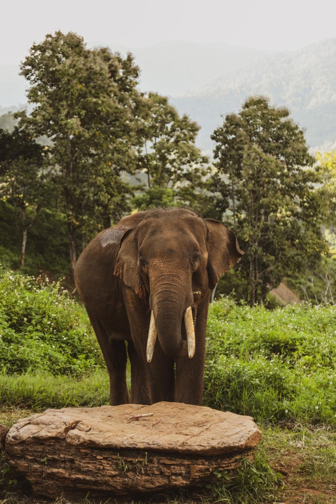Elefin Farm & Cafe in Chiang Mai: Magical Morning with Elephants!