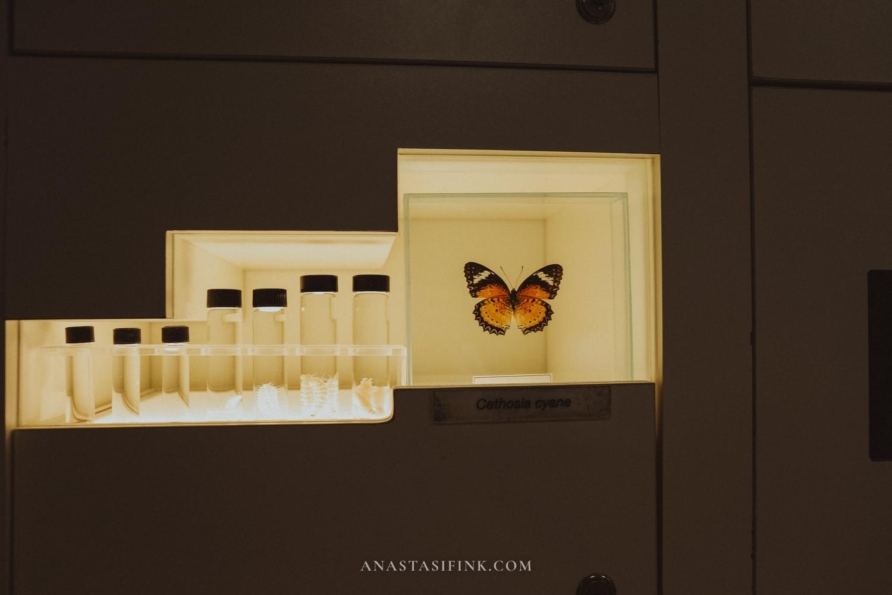Butterfly specimen in a glass case