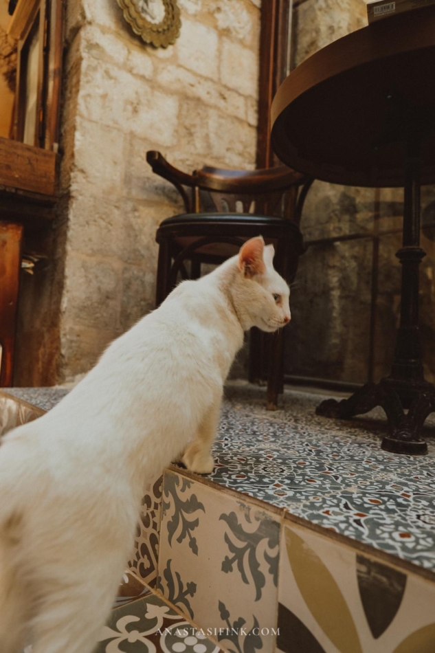 Cat sitting in a courtyard in Mardin's old town