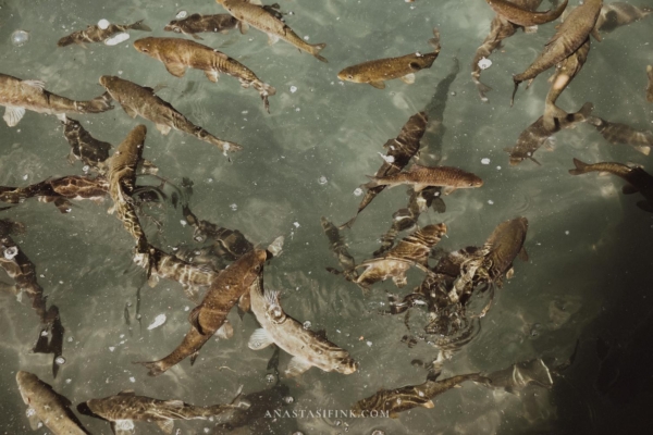 Close-up of fish swimming in the sacred waters of Balıklı Göl in Sanliurfa.