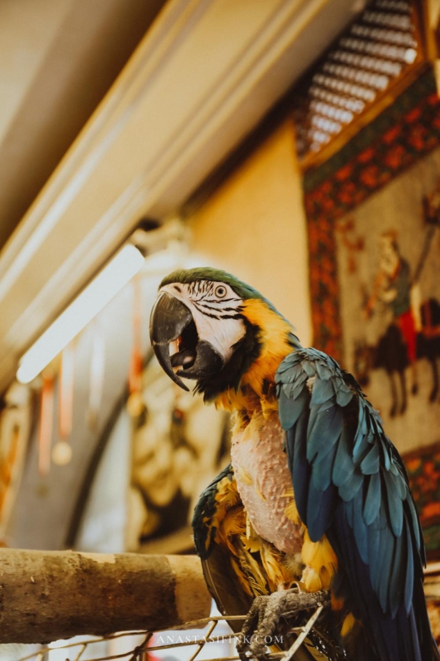  A parrot perched inside cafe, adding a touch of color to the cafe's ambiance.