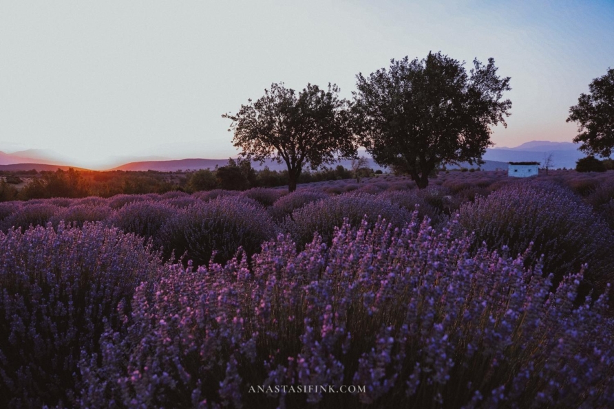 Kuyucak Lavender Fields