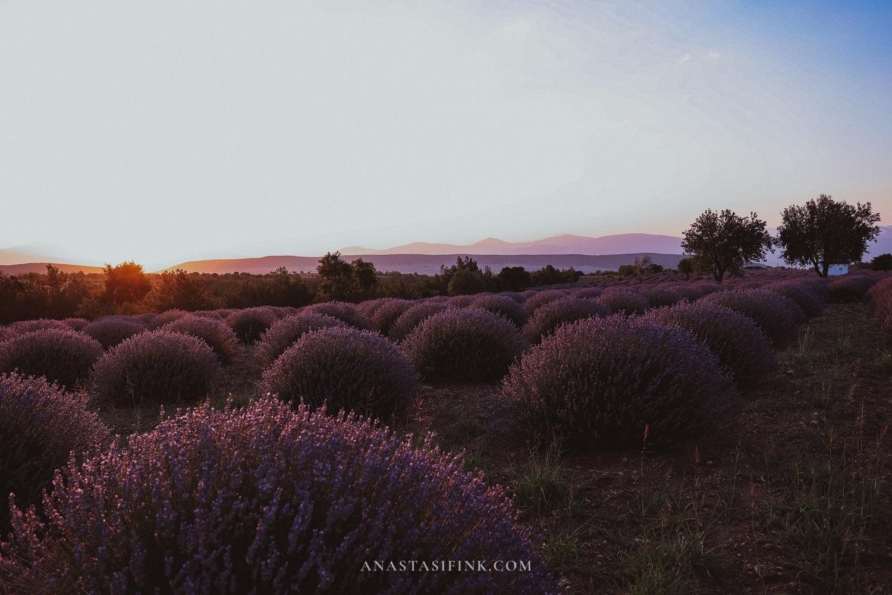 Kuyucak Lavender Fields