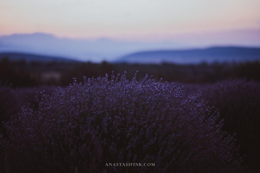 Kuyucak Lavender Fields