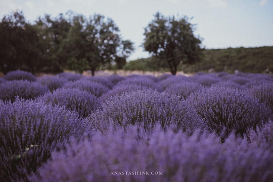 Kuyucak Lavender Fields