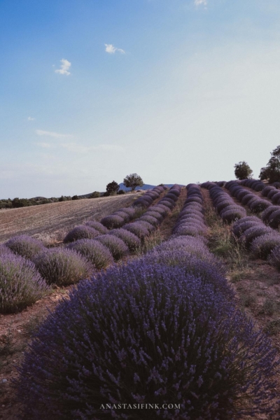 Kuyucak Lavender Fields