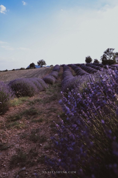 Kuyucak Lavender Fields