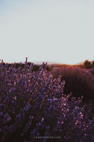 Kuyucak Lavender Fields