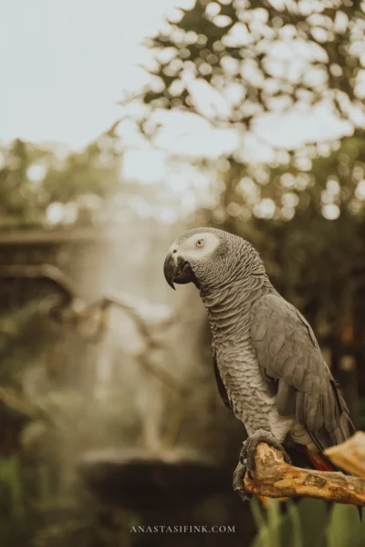 Bali Bird Park — Complete Guide with Shows, Feeding & Tips