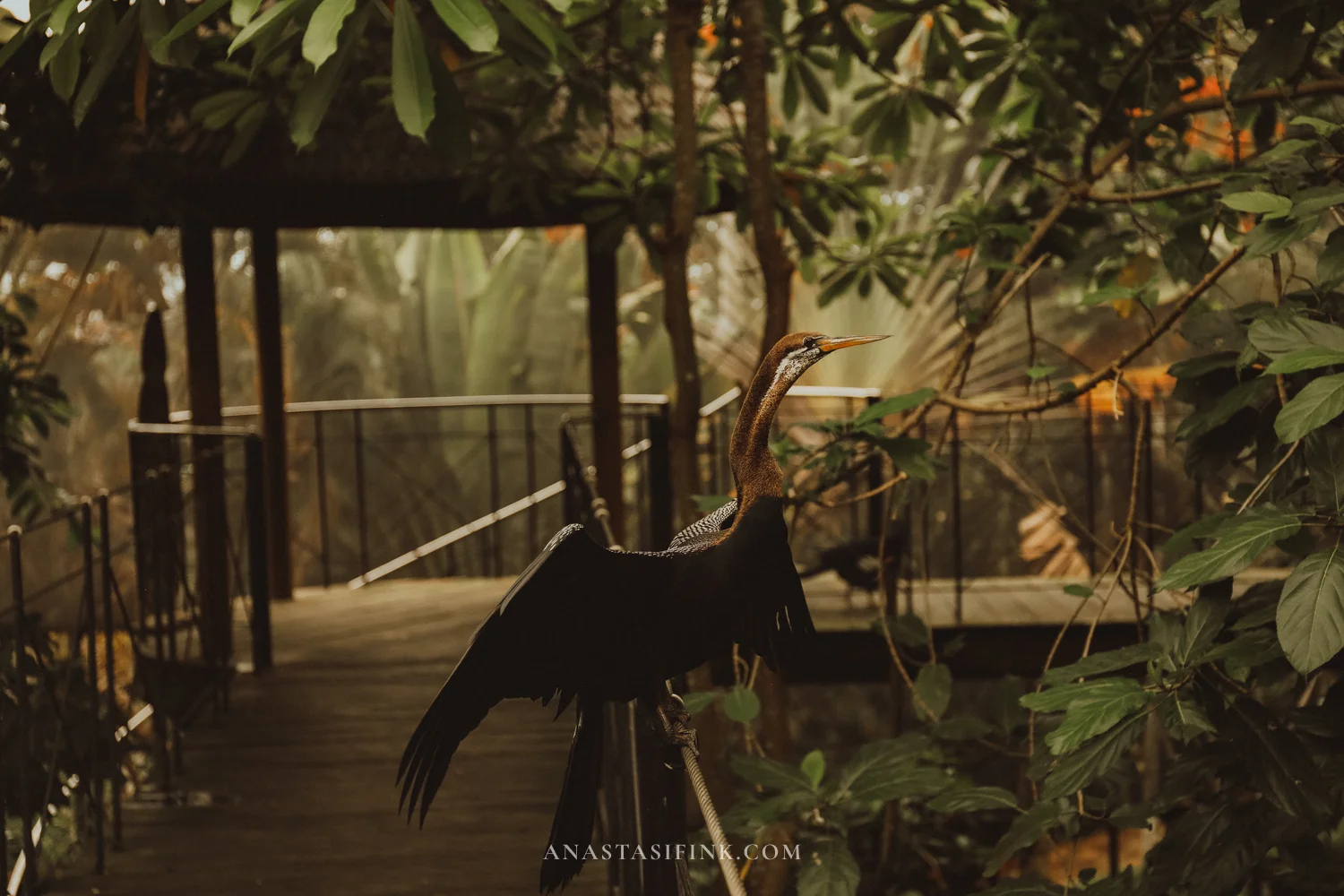 Anhinga with wings spread