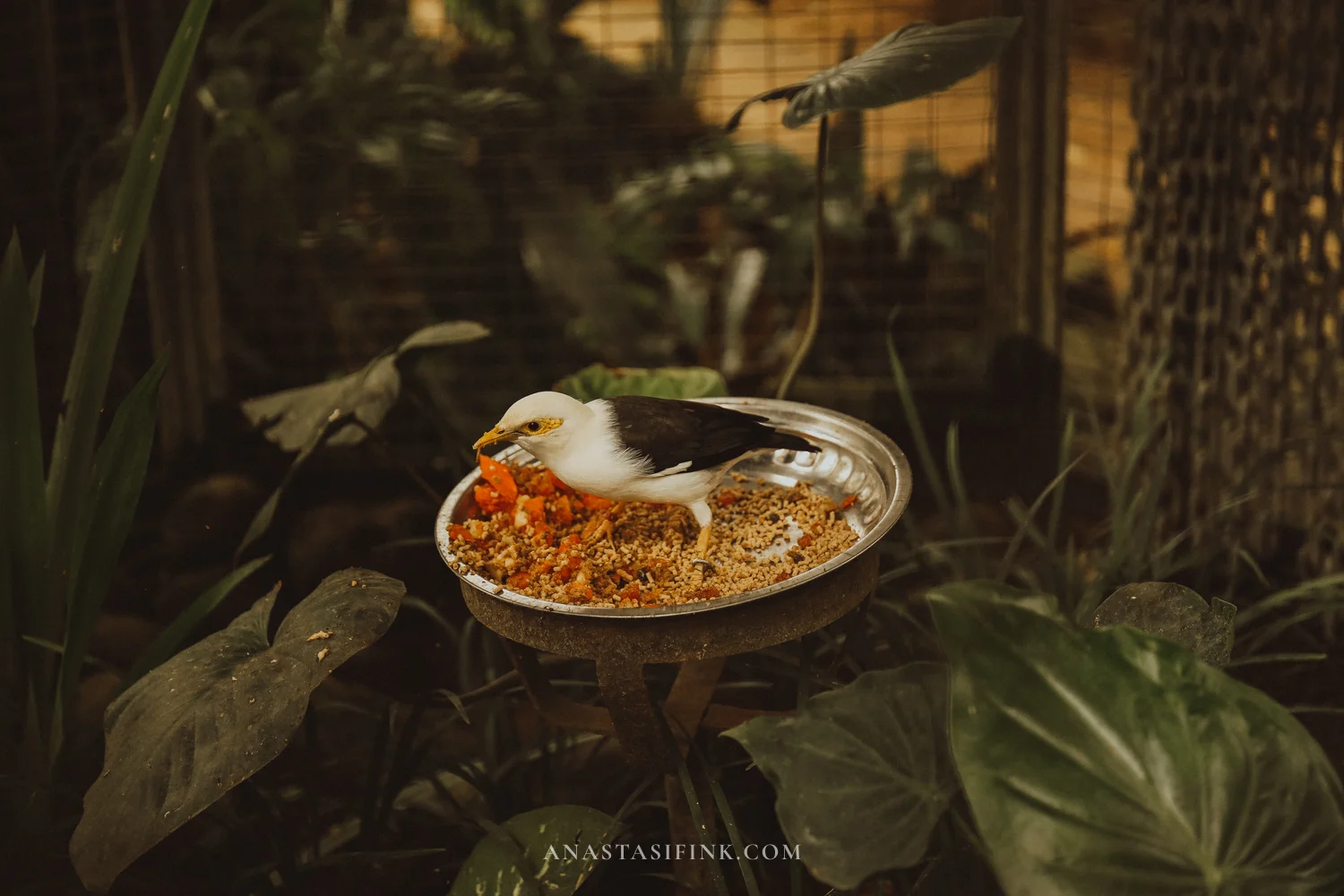 Bali Myna eating from a feeder