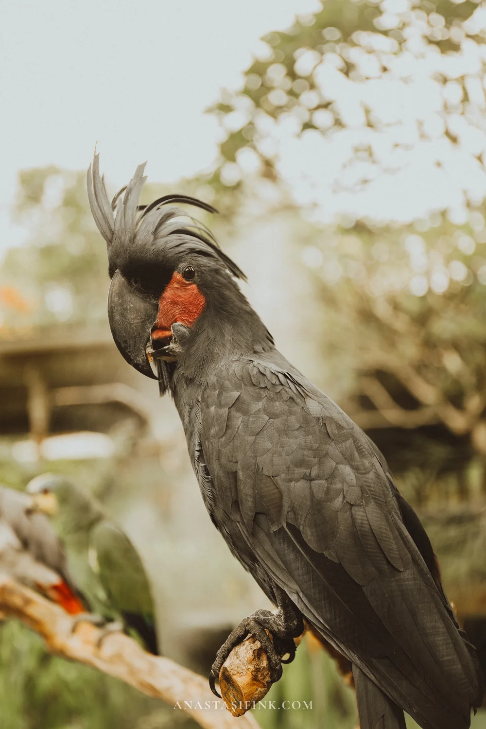 Black Palm Cockatoo at Bali Bird Park
