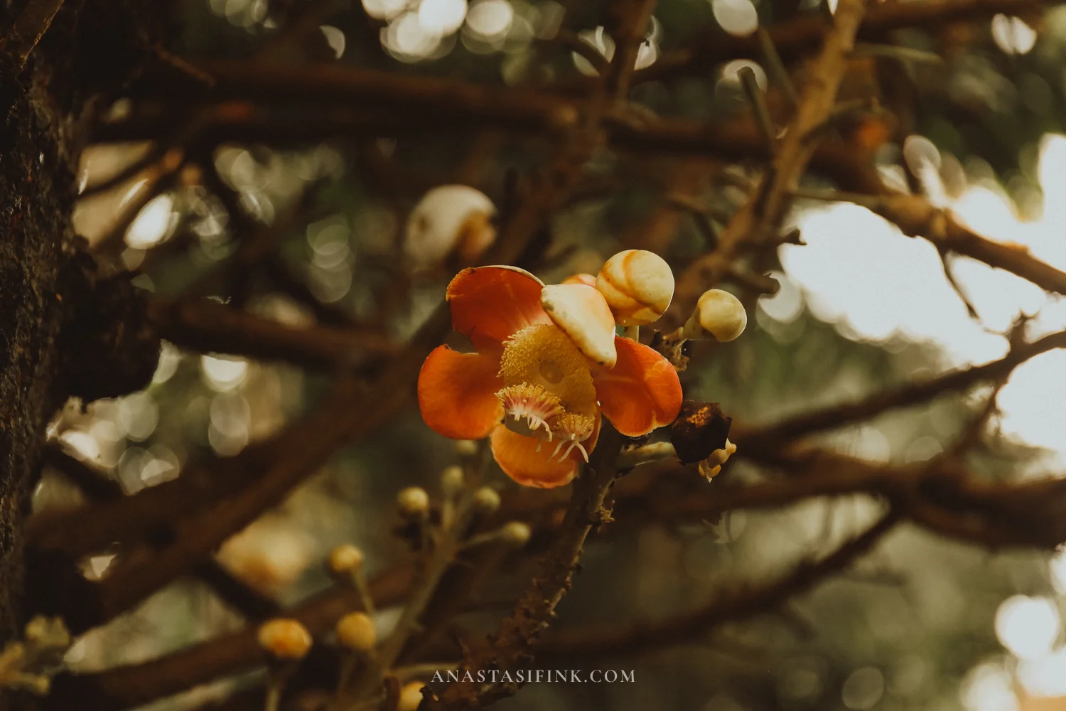 Cannonball tree flower