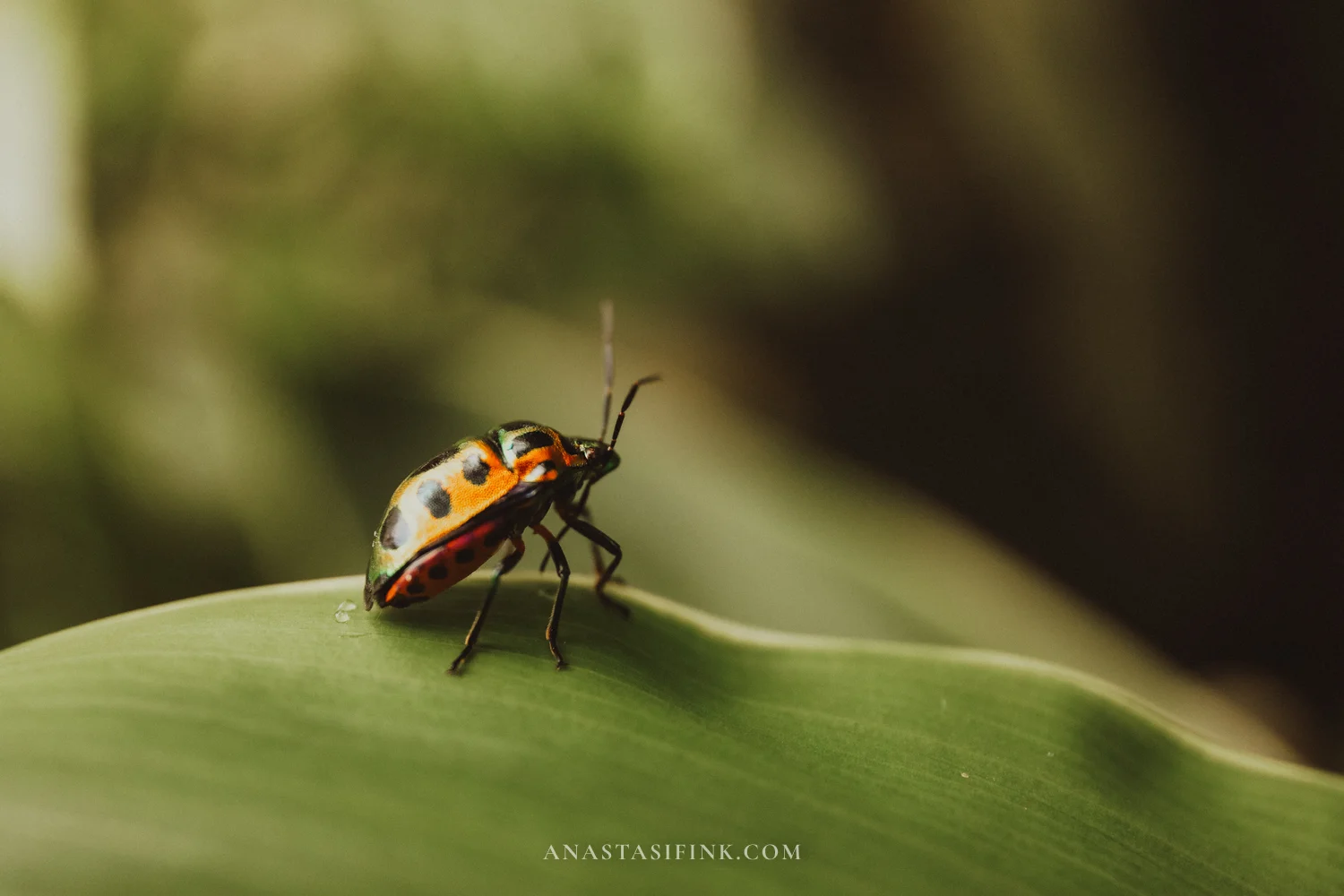 Colorful ladybug macro shot
