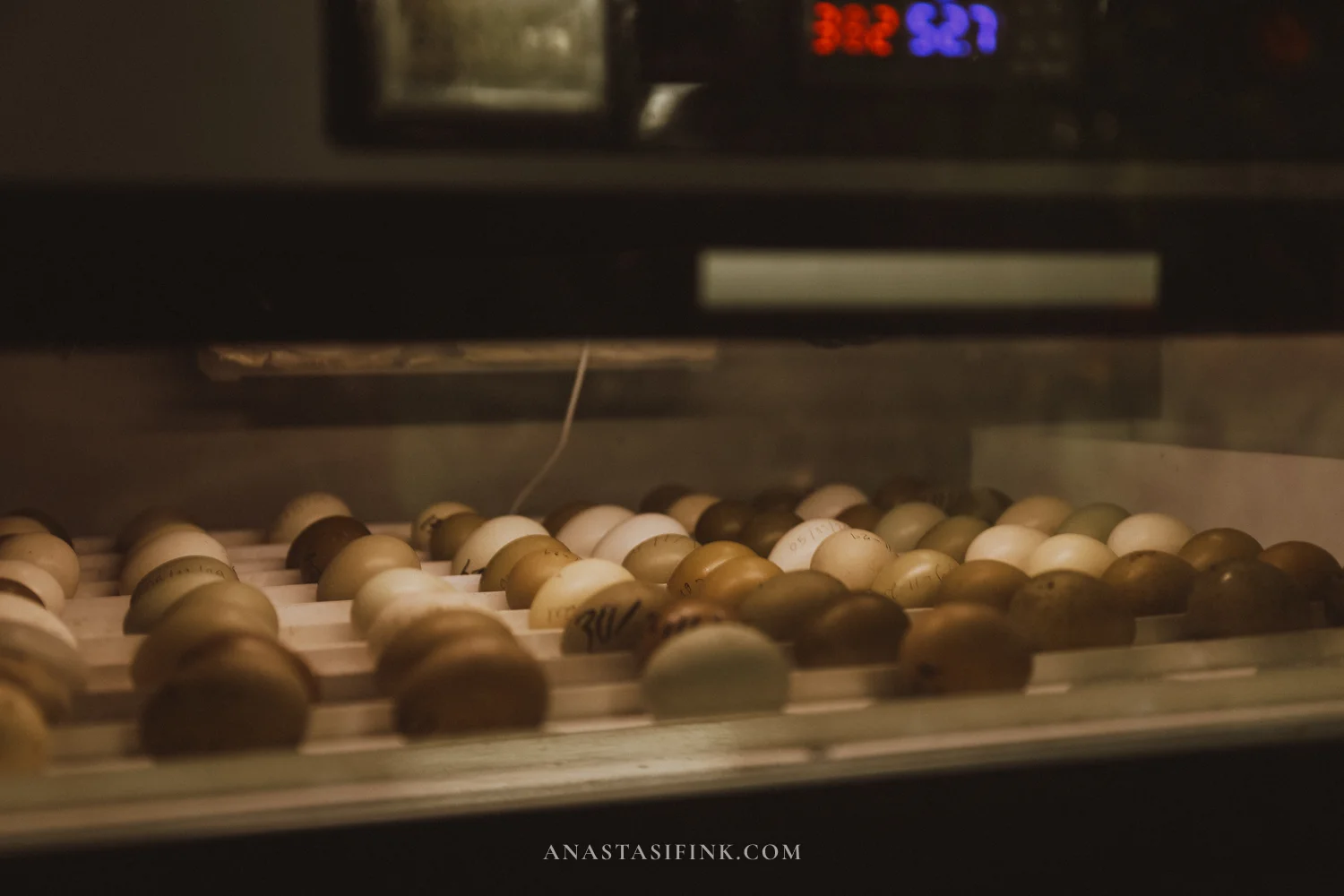 Eggs in the bird park incubator