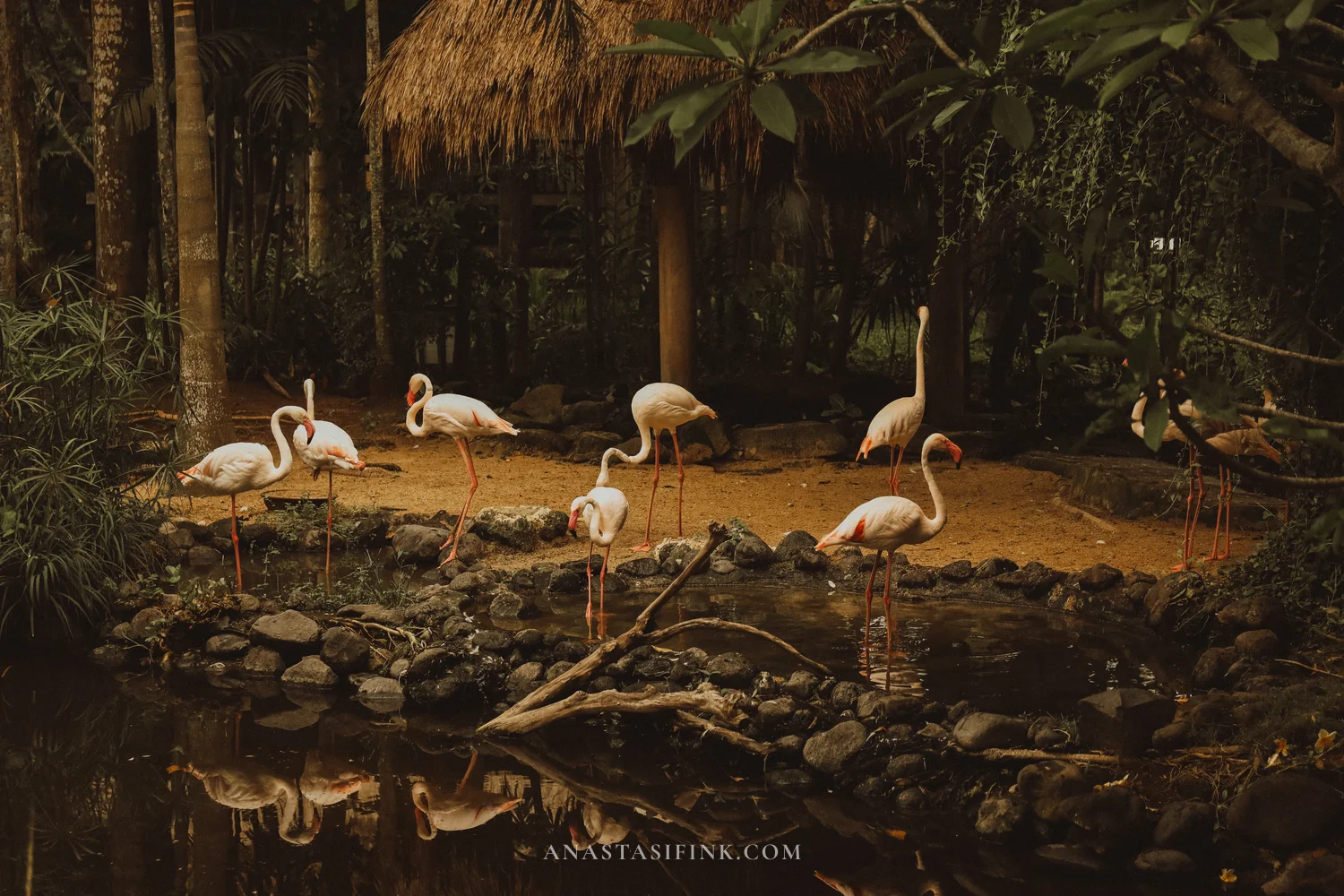Group of flamingos by the pond with thatched roof