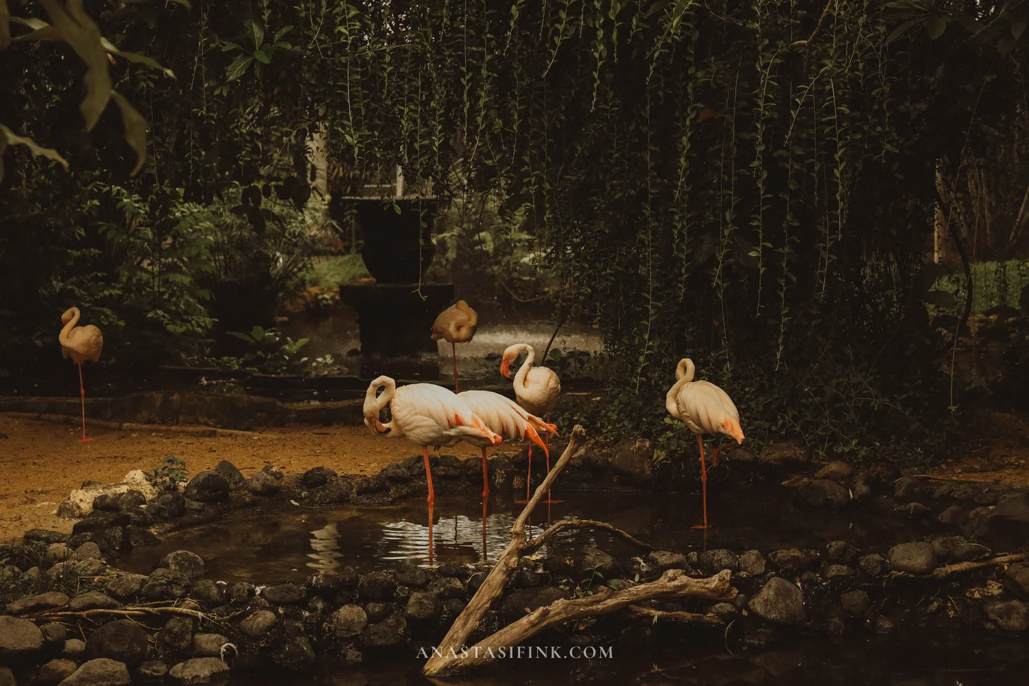 Flamingos by the pond