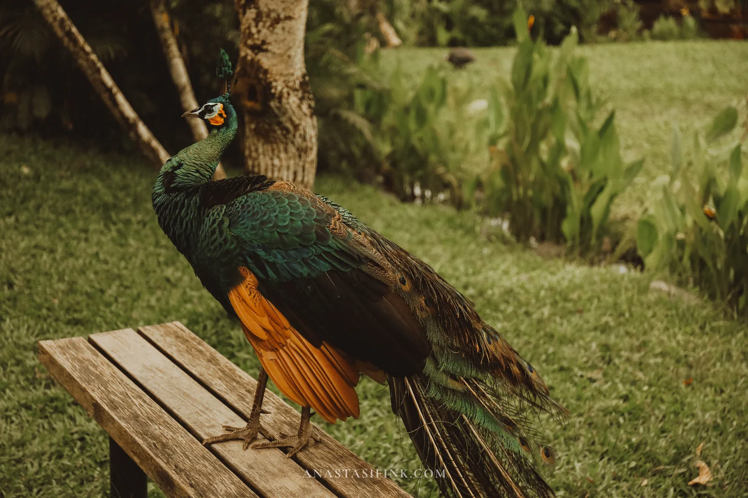 Green Peafowl on a bench