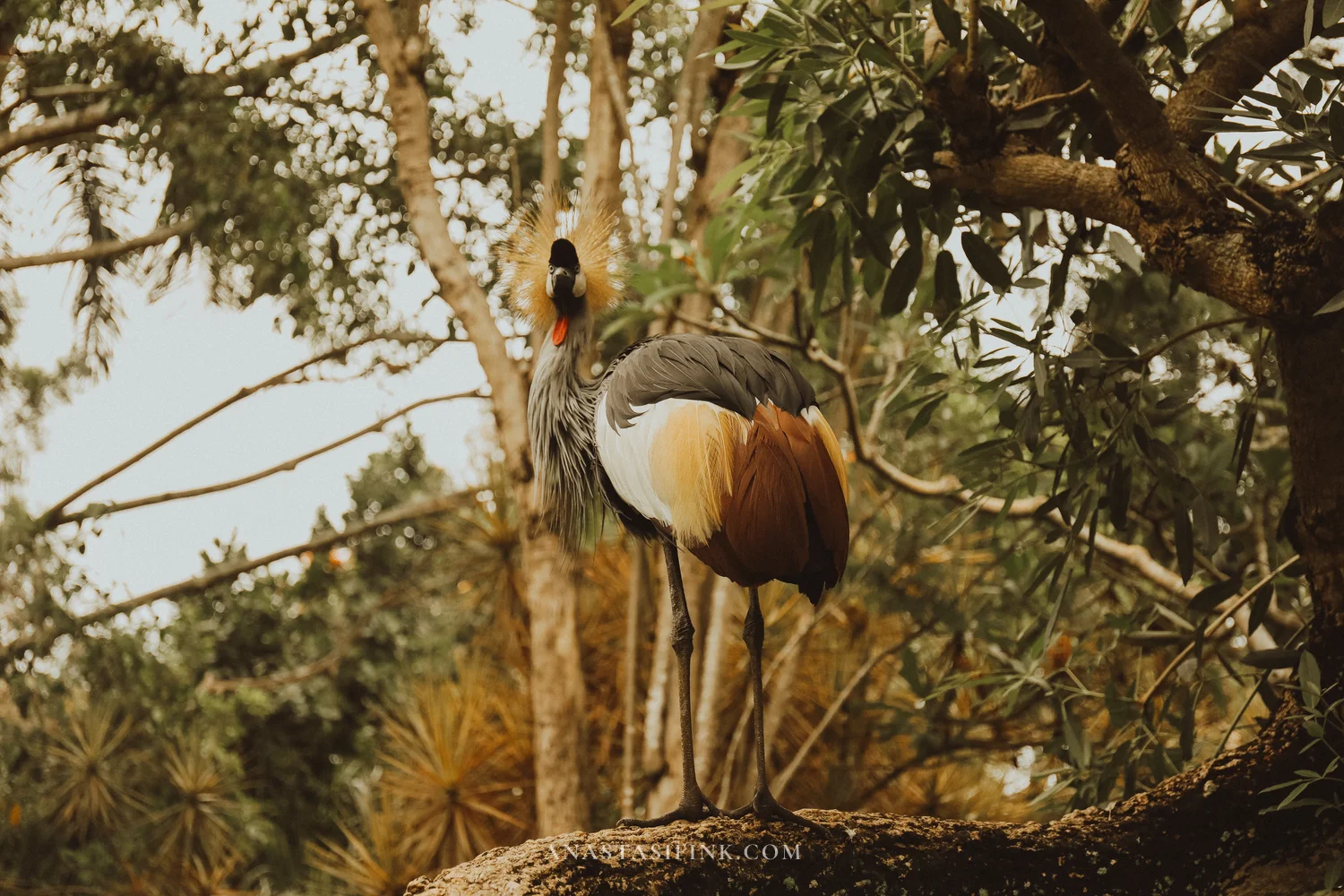Grey Crowned Crane on a rock
