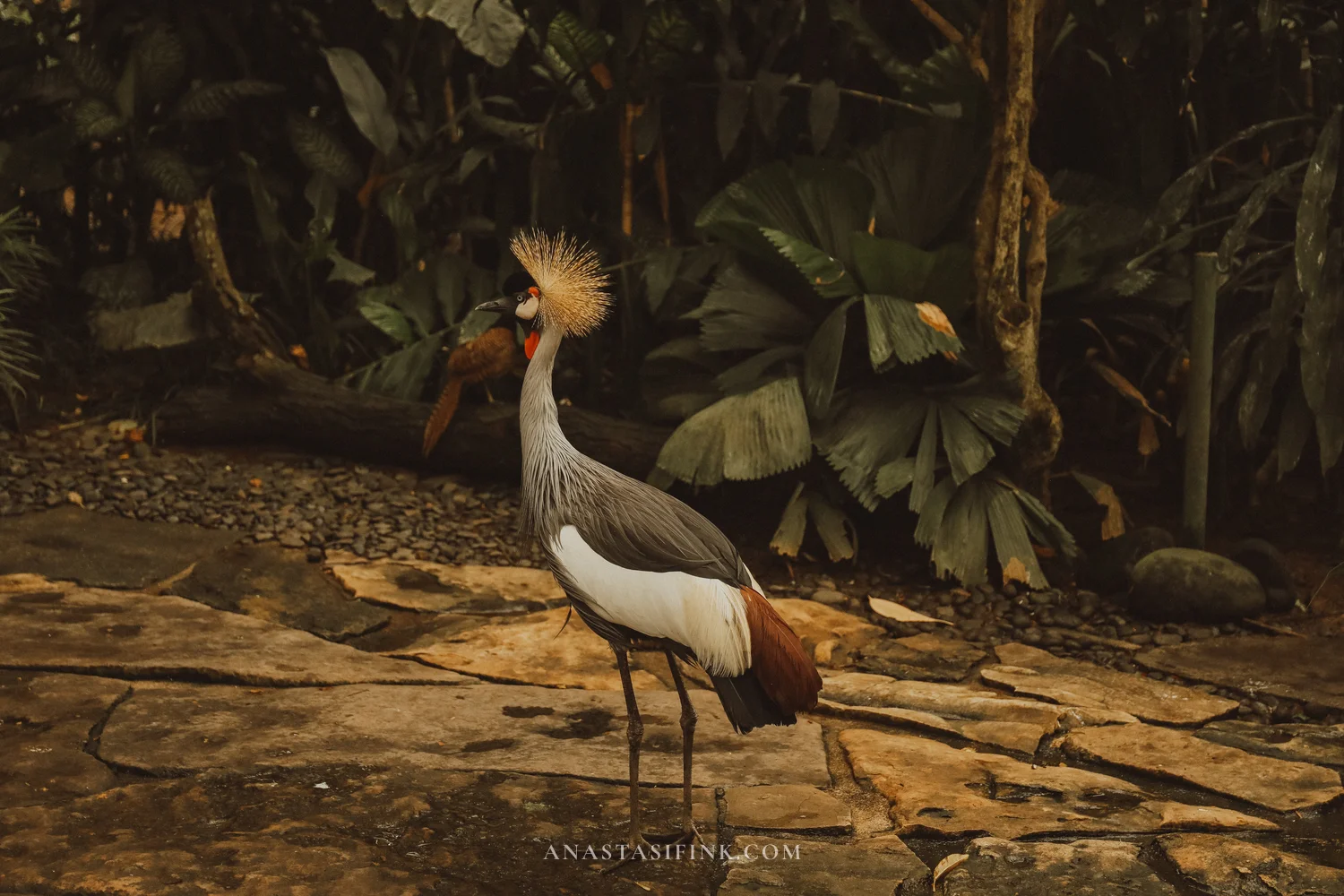 Grey Crowned Crane walking along a stone path