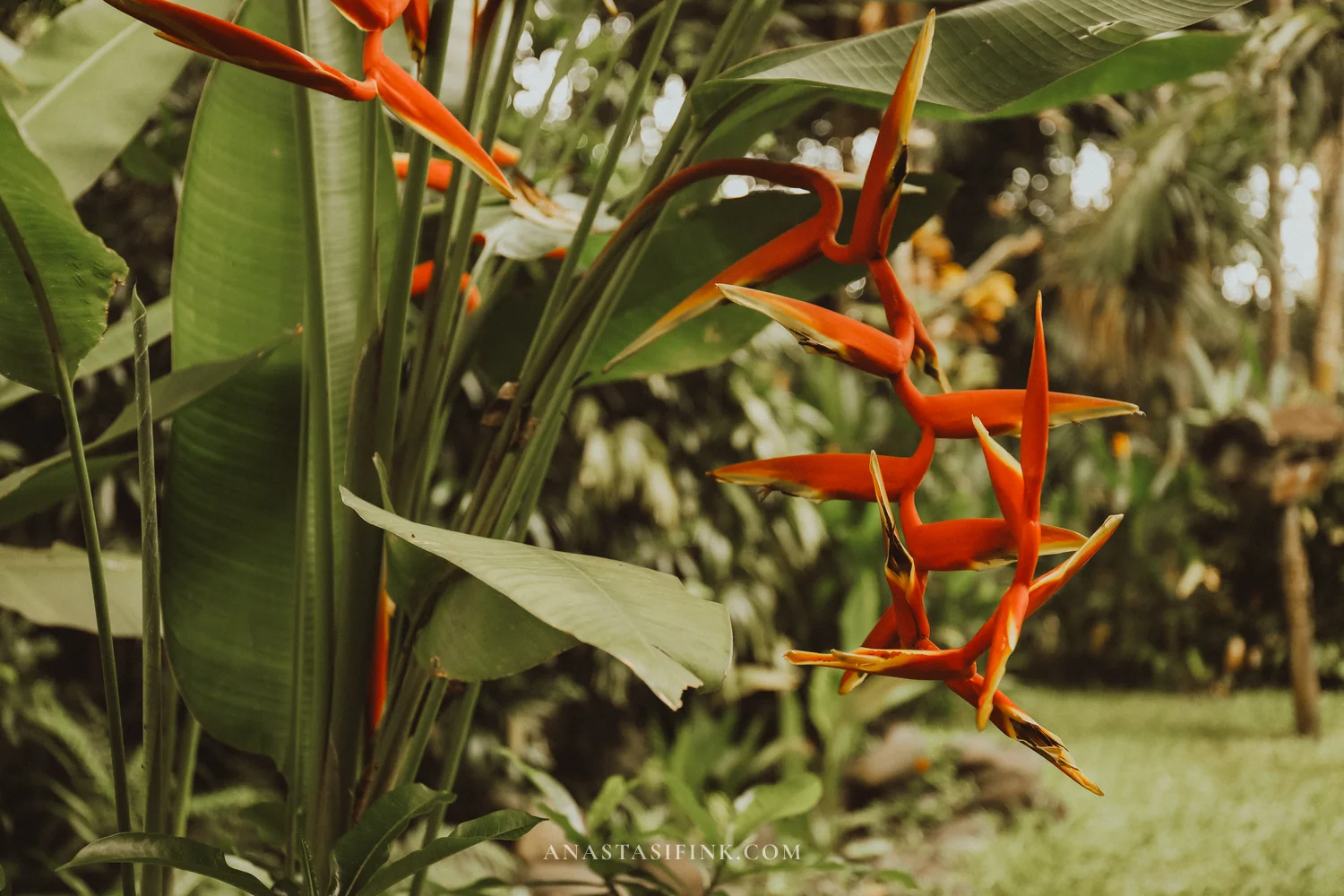 Bright orange heliconia flowers
