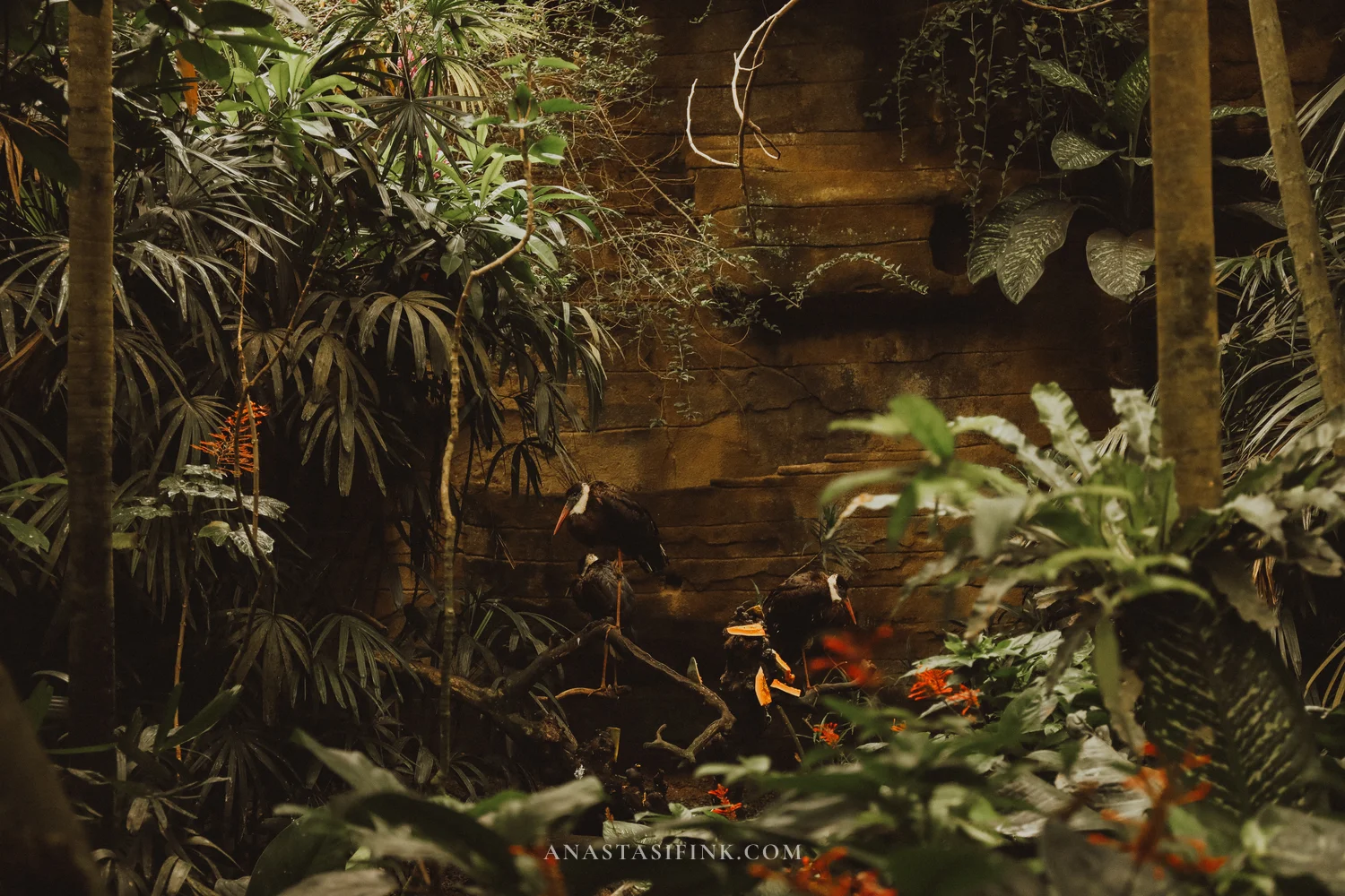 Hornbills among tropical plants