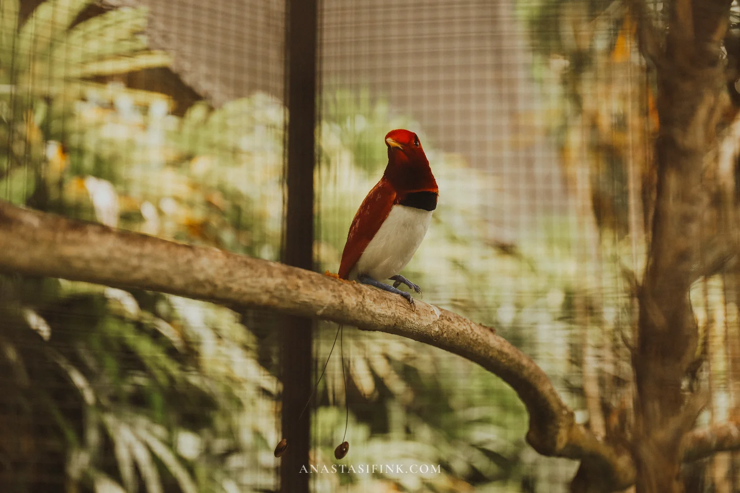 King Bird-of-Paradise on a branch