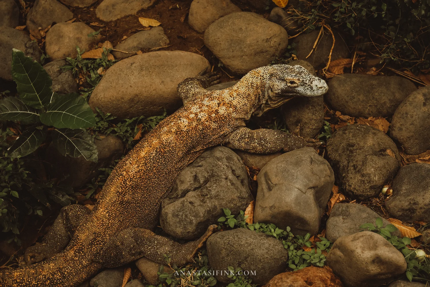 Komodo dragon on rocks