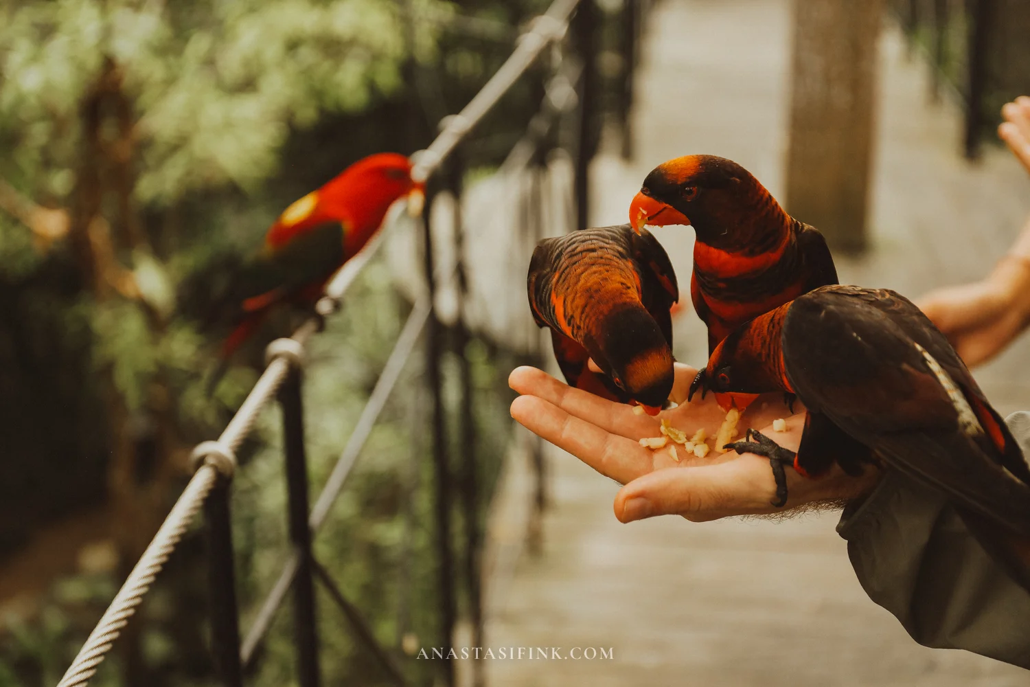 Lorikeets eating from a visitor's hand at Bali Bird Park