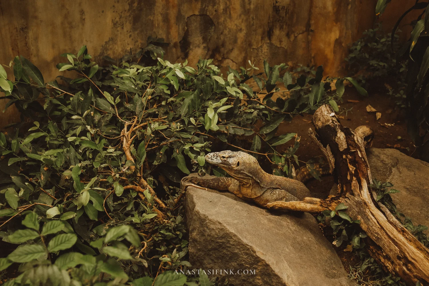 Monitor lizard resting on a rock among greenery