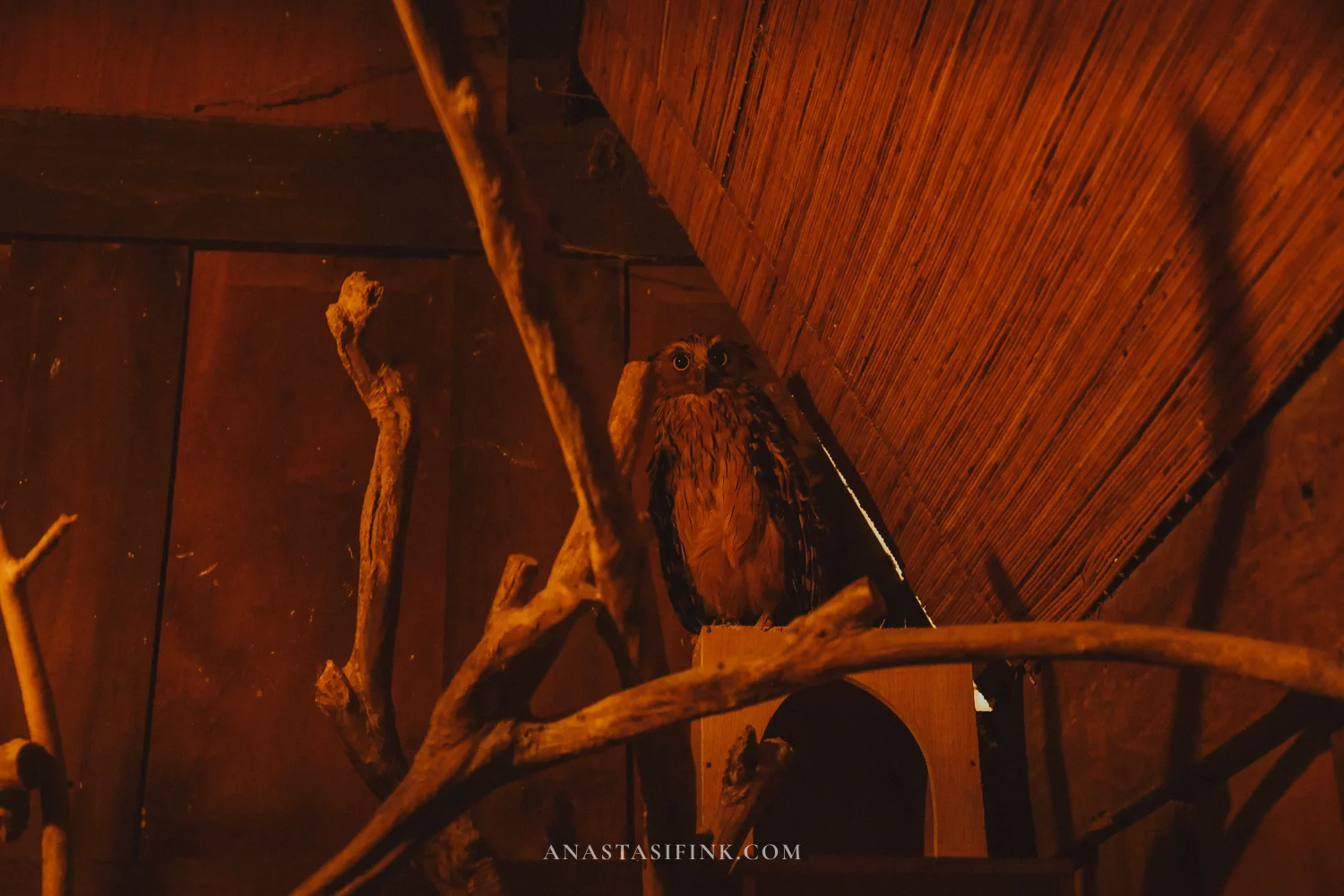 Owl in a dark enclosure at the bird park