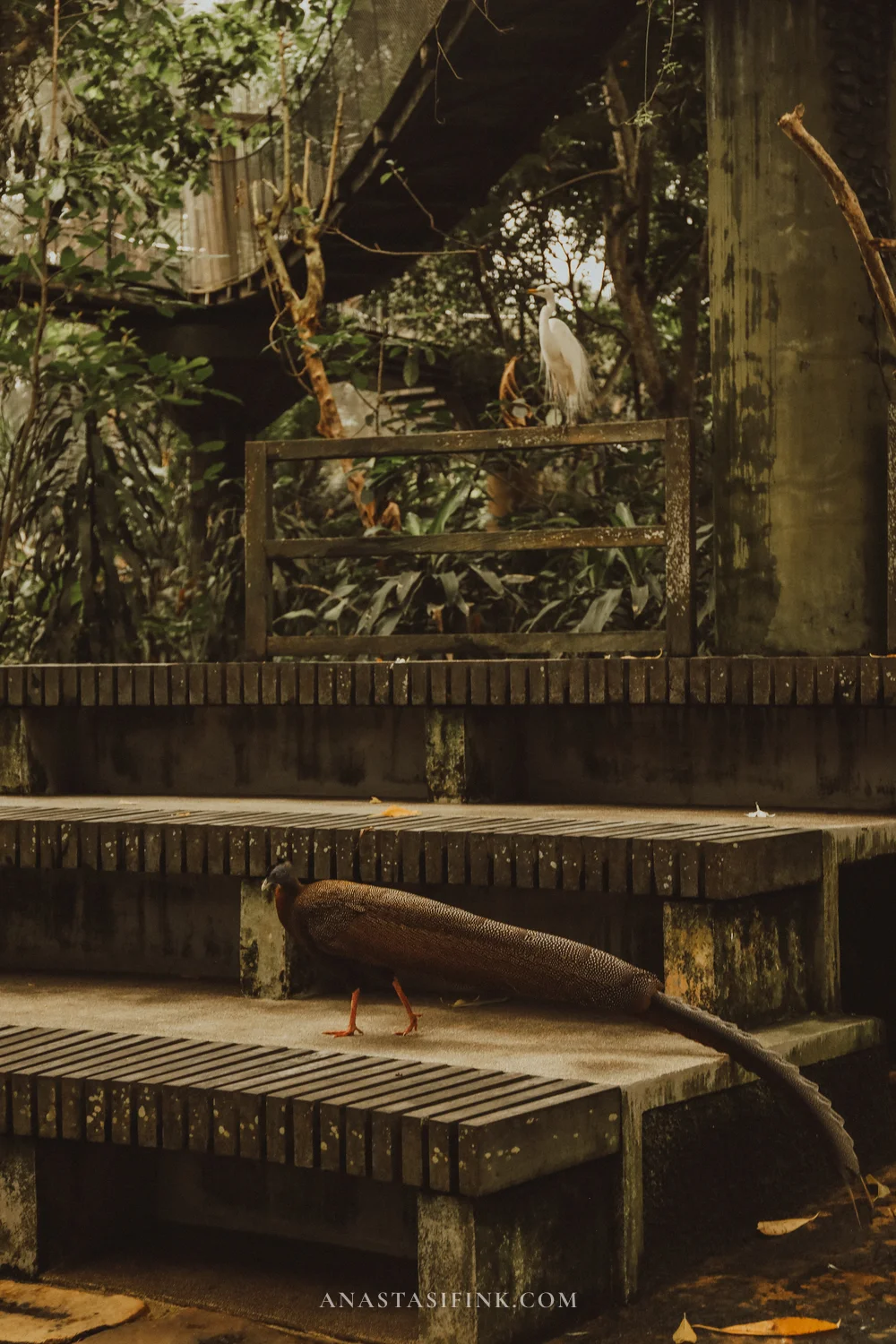 Pheasant on the amphitheatre stage