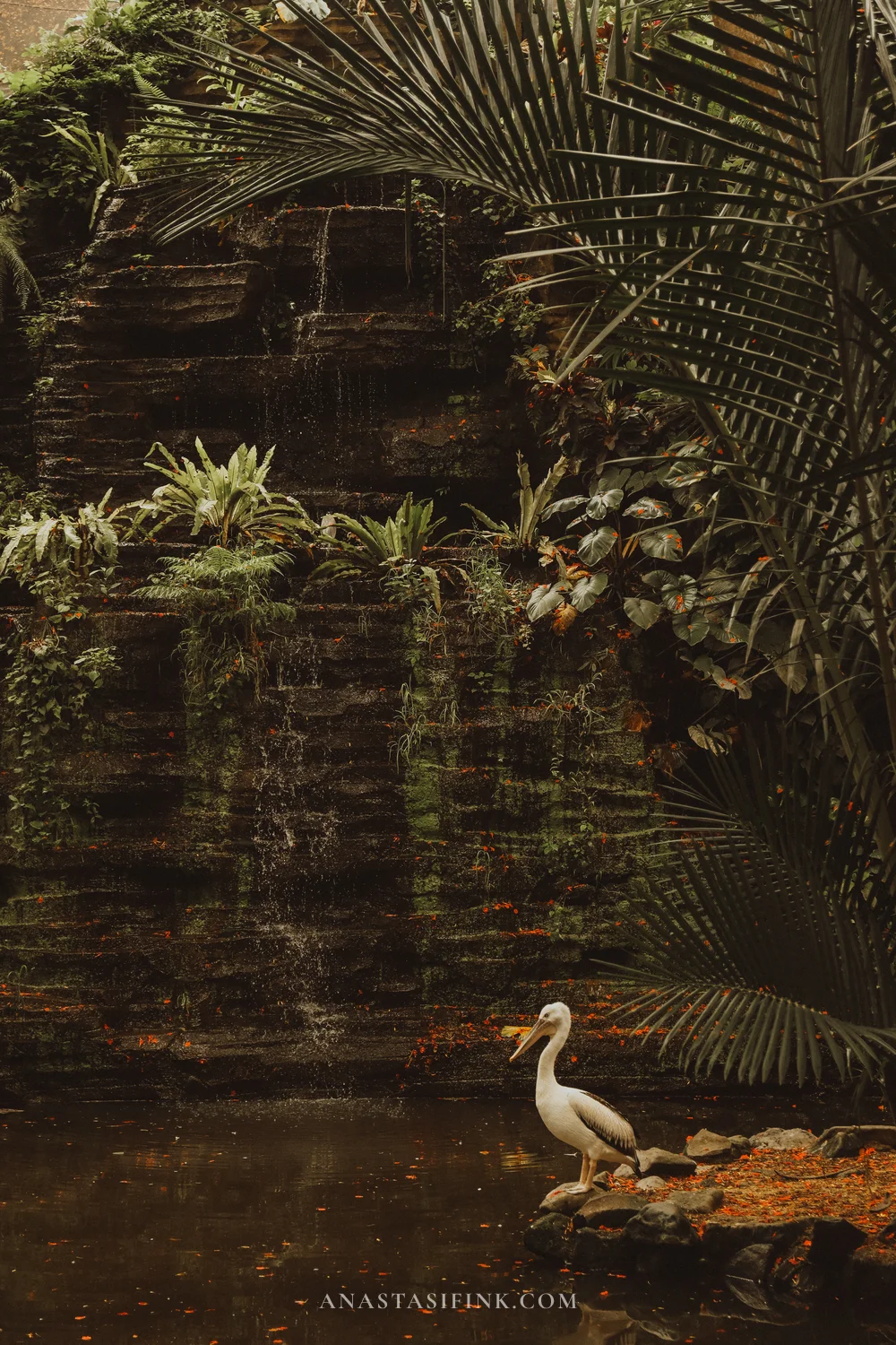 Pelican with waterfall and ferns in the background
